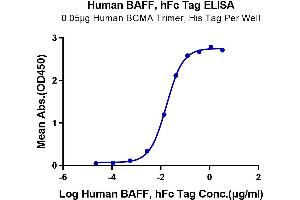 ELISA image for Tumor Necrosis Factor (Ligand) Superfamily, Member 13b (TNFSF13B) (AA 134-285) protein (Fc Tag) (ABIN7273914)
