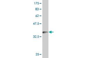 Western Blot detection against Immunogen (36. (PHF1 antibody  (AA 2-100))