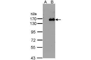 WB Image Western Blot analysis of BRPF1 expression in transfected 293T cell line by BRPF1 polyclonal antibody. (BRPF1 antibody  (N-Term))
