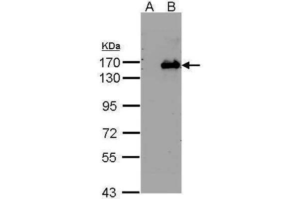 BRPF1 anticorps  (N-Term)