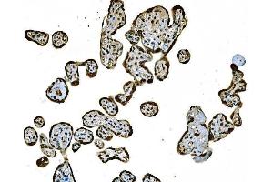 IHC analysis of Histone H1. (Histone H1 antibody  (AA 20-159))