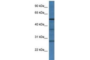 Image no. 1 for anti-Ring Finger Protein 14 (RNF14) (N-Term) antibody (ABIN6746067) (RNF14 antibody  (N-Term))