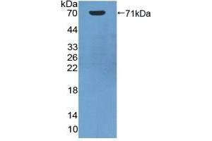 Detection of Recombinant HSPA1A, Human using Polyclonal Antibody to Heat Shock 70 kDa Protein 1A (HSPA1A) (HSP70 1A antibody  (AA 1-641))