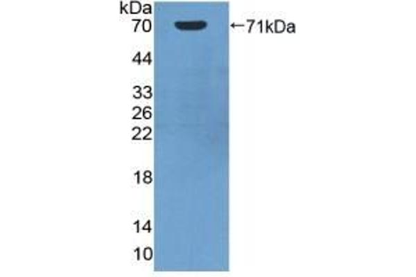 HSP70 1A 抗体  (AA 1-641)