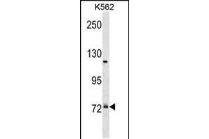Western blot analysis in K562 cell line lysates (35ug/lane). (PRPF39 antibody  (C-Term))