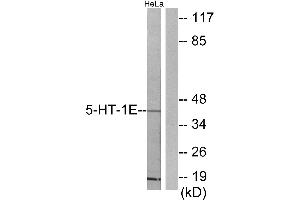 Western blot analysis of extracts from HeLa cells, using 5-HT-1E antibody. (Serotonin Receptor 1E antibody)