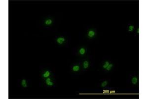 Immunofluorescence of monoclonal antibody to GATA2 on HeLa cell. (GATA2 antibody  (AA 1-102))