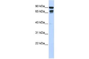 Western Blotting (WB) image for anti-Male-Specific Lethal 3 Homolog (MSL3) antibody (ABIN2458439) (MSL3 antibody)