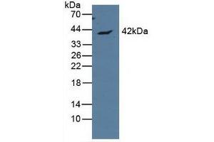 Western blot analysis of Human MCF7 Cells. (APOL1 antibody  (AA 1-238))
