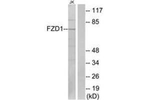 Western Blotting (WB) image for anti-Frizzled Family Receptor 1 (Fzd1) (AA 16-65) antibody (ABIN2890826) (FZD1 antibody  (AA 16-65))