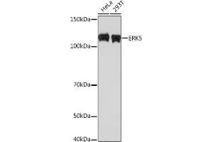 Western blot analysis of extracts of various cell lines, using ERK5 Rabbit mAb (ABIN1680723, ABIN3018327, ABIN3018328 and ABIN7101595) at 1:500 dilution. (MAPK7 antibody)