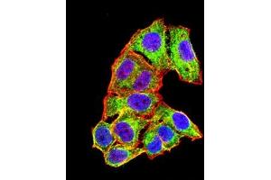 Immunofluorescence analysis of Hela cells using ALB mouse mAb (green). (Albumin antibody  (AA 410-609))