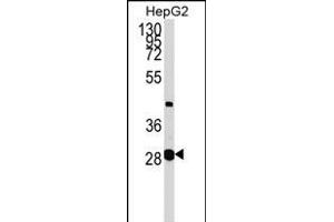 GLYCTK Antibody (N-term) (ABIN1538953 and ABIN2848770) western blot analysis in HepG2 cell line lysates (35 μg/lane). (GLYCTK antibody  (N-Term))