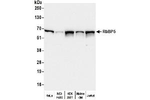 Western Blotting (WB) image for anti-Retinoblastoma Binding Protein 5 (RBBP5) (C-Term) antibody (ABIN7449051) (RBBP5 antibody  (C-Term))