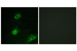 Immunofluorescence analysis of A549 cells, using OR4A16 antibody. (OR4A16 antibody  (C-Term))