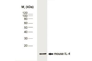 Western blot analysis of mouse IL-4 recombinant protein probed with RAT ANTI MOUSE INTERLEUKIN-4 (ABIN118404) followed by F(ab')2 RABBIT ANTI RAT IgG:HRP (IL-4 antibody)