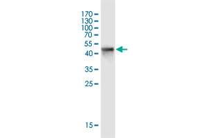Western Blot detection against Immunogen (51. (CUEDC2 antibody  (AA 1-226))