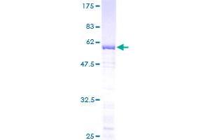 GTF2B Protein (AA 1-316) (GST tag)