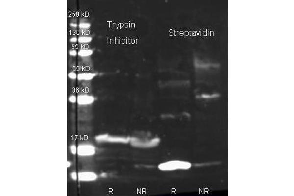 Streptavidin antibody  (FITC)