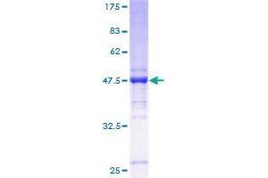 Image no. 1 for Transmembrane Emp24 Domain Trafficking Protein 2 (TMED2) (AA 21-201) protein (GST tag) (ABIN1322929) (TMED2 Protein (AA 21-201) (GST tag))