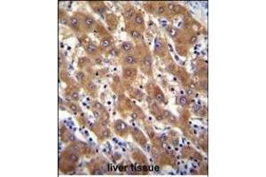 IRGM Antibody (C-term) (ABIN655080 and ABIN2844712) immunohistochemistry analysis in formalin fixed and paraffin embedded human liver tissue followed by peroxidase conjugation of the secondary antibody and DAB staining.