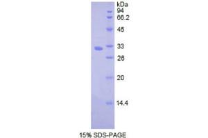 SDS-PAGE (SDS) image for Cathepsin L2 (CTSL2) (AA 64-334) protein (His tag) (ABIN1877760) (Cathepsin L2 Protein (CTSL2) (AA 64-334) (His tag))