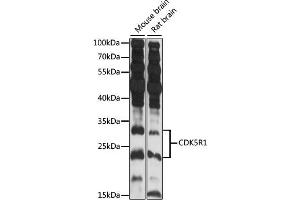 Western blot analysis of extracts of various cell lines, using CDK5R1 antibody (ABIN7266592) at 1:3000 dilution. (CDK5R1 antibody  (AA 99-307))