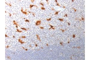 Formalin-fixed, paraffin-embedded human Tonsil stained with CD68 Mouse Monoclonal Antibody (LAMP4/1830). (CD68 antibody  (AA 150-301))
