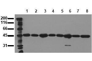 Western Blotting (WB) image for anti-Mitogen-Activated Protein Kinase Kinase 2 (MAP2K2) antibody (ABIN126838)