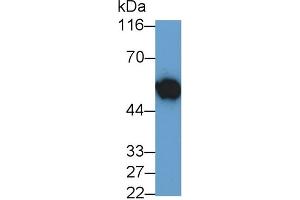 Detection of MYC in HL60 cell lysate using Polyclonal Antibody to V-Myc Myelocytomatosis Viral Oncogene Homolog (MYC) (LMYC antibody  (AA 186-439))