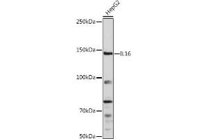 Western blot analysis of extracts of HepG2 cells, using IL16 Rabbit pAb (ABIN3022506, ABIN3022507, ABIN3022508 and ABIN6218865) at 1:1000 dilution. (IL16 antibody  (AA 1-305))