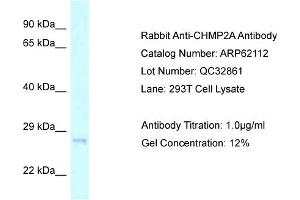 Western Blotting (WB) image for anti-Charged Multivesicular Body Protein 2A (CHMP2A) (C-Term) antibody (ABIN970394) (CHMP2A antibody  (C-Term))