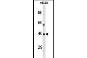Western blot analysis in A549 cell line lysates (35ug/lane). (NEURL3 antibody  (C-Term))