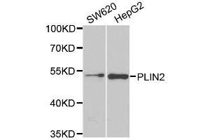 Western blot analysis of extracts of various cell lines, using PLIN2 antibody. (ADRP antibody  (AA 168-437))