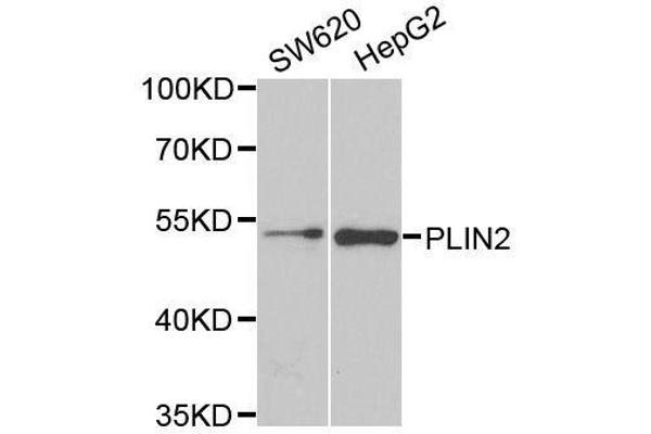 ADRP antibody  (AA 168-437)