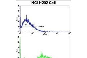Flow cytometric analysis of NCI- cells using Cyclin E1 Antibody (C-term)(bottom histogram) compared to a negative control cell (top histogram). (Cyclin E1 antibody  (C-Term))
