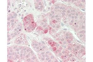 Human Adrenal: Formalin-Fixed, Paraffin-Embedded (FFPE). (SCAMP3 antibody  (HRP))