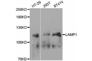 Western blot analysis of extracts of various cell lines, using LAMP1 antibody. (LAMP1 antibody  (AA 80-280))