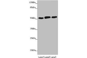 Western blot All lanes: CRBN antibody at 4. (CRBN antibody  (AA 1-280))