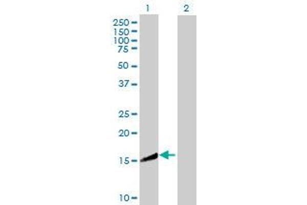 CRYZL1 antibody  (AA 1-113)