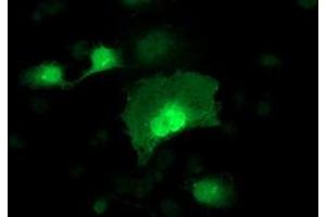 Anti-ADH1B mouse monoclonal antibody (ABIN2454479) immunofluorescent staining of COS7 cells transiently transfected by pCMV6-ENTRY ADH1B (RC205391). (ADH1B antibody)