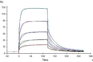 Mouse Fc gamma RIV, His Tag captured on CM5 Chip via anti-his antibody can bind Anti-CD3 Antibody with an affinity constant of 146 nM as determined in SPR assay (Biacore T200).