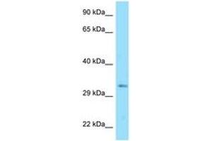 Image no. 1 for anti-DnaJ (Hsp40) Homolog, Subfamily C , Member 25 (DNAJC25) (AA 173-222) antibody (ABIN6748264) (DNAJC25 antibody  (AA 173-222))