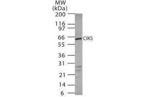 Image no. 1 for anti-TRAF3 Interacting Protein 2 (TRAF3IP2) (AA 225-241) antibody (ABIN208280) (TRAF3IP2 antibody  (AA 225-241))