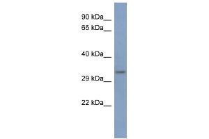 WB Suggested Anti-PCBP3 Antibody Titration:  0. (PCBP3 antibody  (Middle Region))