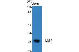 Western Blot (WB) analysis of specific cells using Myf-5 Polyclonal Antibody. (MYF5 antibody  (Internal Region))