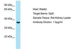Image no. 1 for anti-Gap Junction Protein, delta 2, 36kDa (GJD2) (AA 131-180) antibody (ABIN6749842) (GJD2 antibody  (AA 131-180))