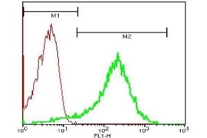 Mouse blood cells probed with Rabbit Anti-CD62p Polyclonal Antibody, FITC Conjugated . (P-Selectin antibody  (AA 701-768))