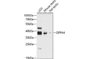 Western blot analysis of extracts of various cell lines, using DPP antibody (ABIN6127776, ABIN6139802, ABIN6139804 and ABIN6217823) at 1:3000 dilution.