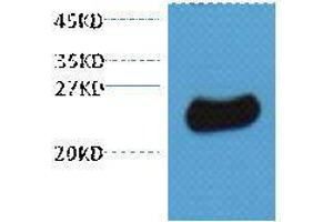 Western Blotting (WB) image for anti-Glutathione S Transferase (GST) antibody (ABIN3181261) (GST antibody)